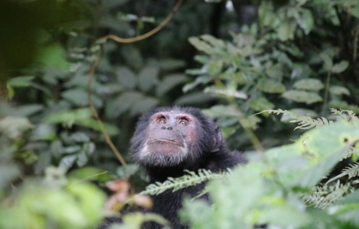 Gorillas Wildlife And Chimpanzee Trekking At Kibale Forest Day