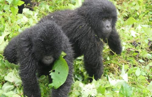 Gorillas Wildlife And Chimpanzee Trekking At Kibale Forest Day