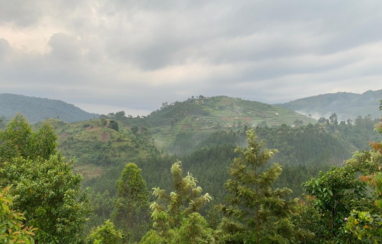 Fly-in Gorilla Safari in Bwindi National Park | Bamboo Ecotours