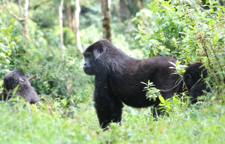 A large gorilla on all fours in the forest.