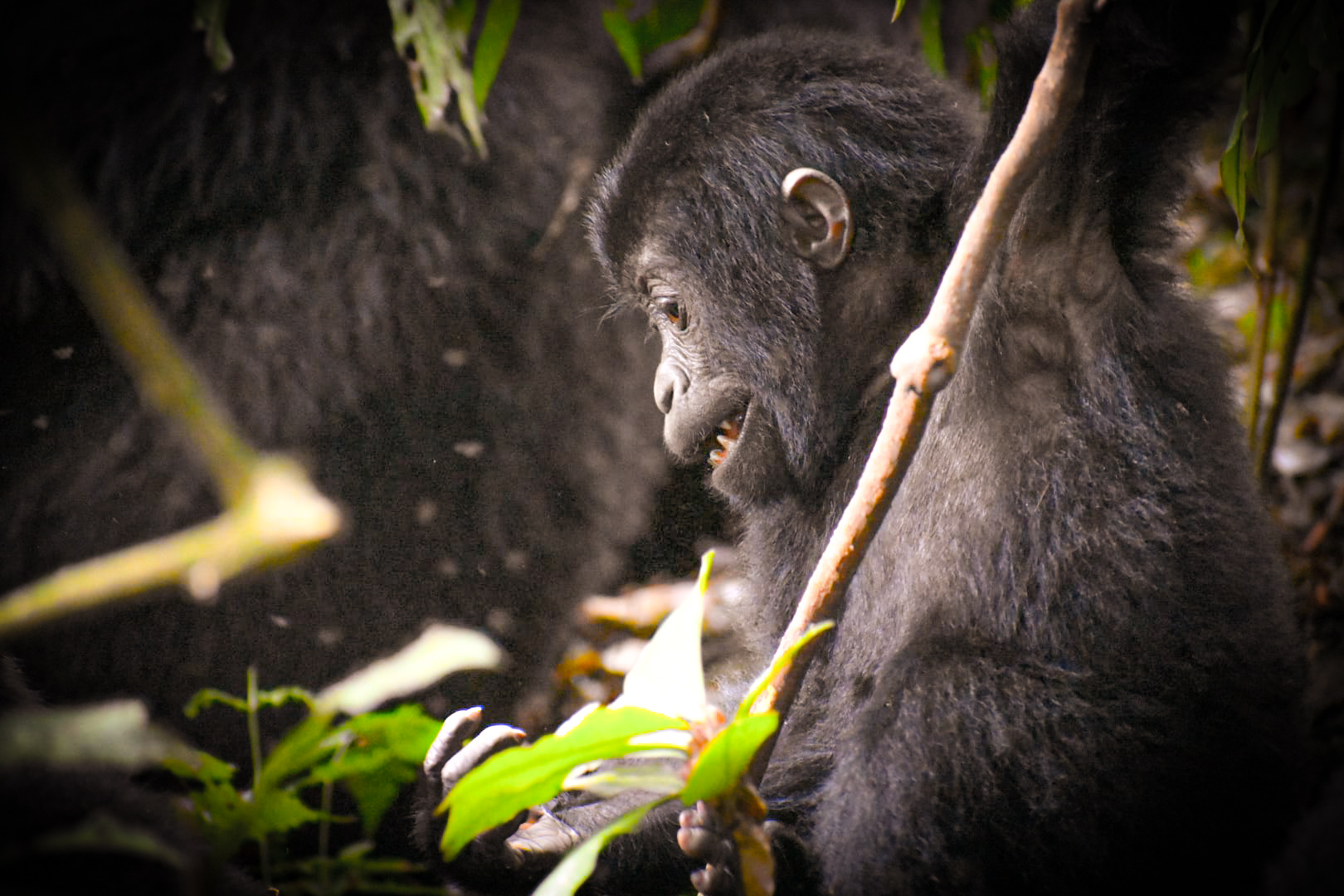 Bwindi National Park Gorilla Trekking Sectors and Gates