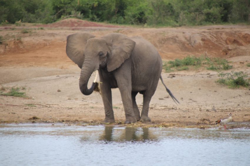 Elephant at Queen Elizabeth national park
