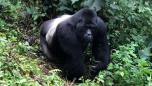 Silverback gorilla at Bwindi national park