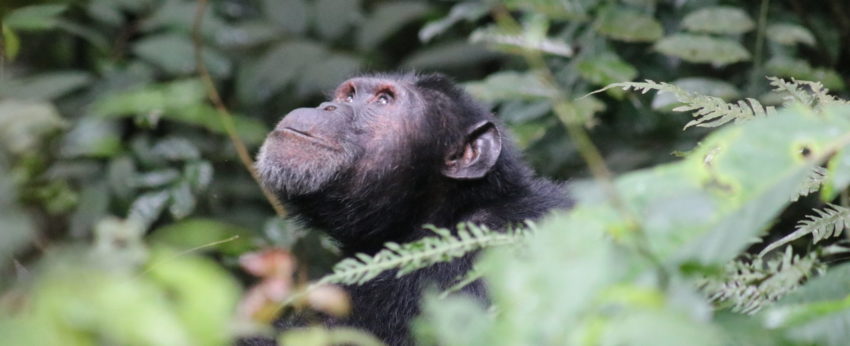 Chimpanzee in Kibale Forest National Park, Uganda