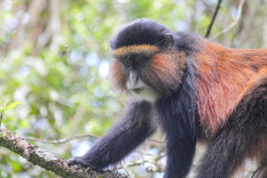 A golden monkey in Mgahinga Gorilla National Park