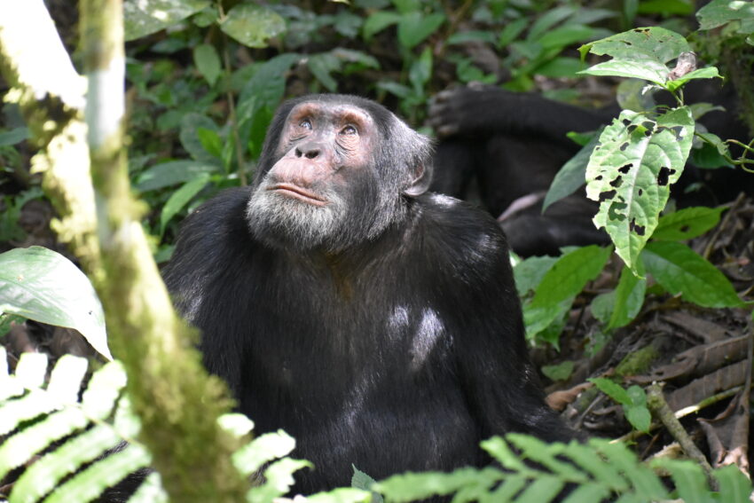 A chimpanzee at Kibale Forest